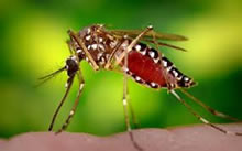 mosquito-315-3