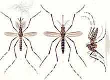 mosquito-315-4